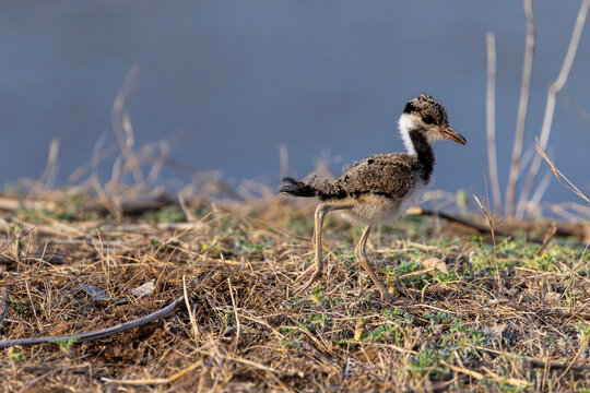 A Red wattled Lapwing chick (Vanellus indicus) stands in Ranthambore National Park, India, blending into its surroundings with cryptic plumage.