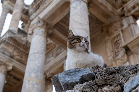Cute cat sitting before the historic columns and statues of the Library of Celsus facade.(