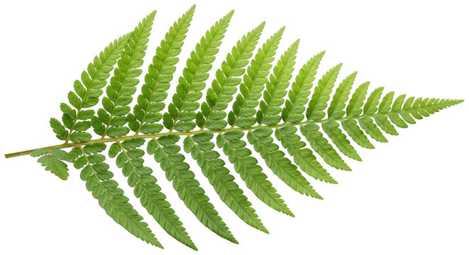 Vibrant green fern frond png Lush tropical fern leaf cutout Detailed nature isolated transparent background image