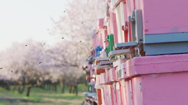 Bees departing and returning to pink beehives in a blooming almond orchard for pollination. Slow motion