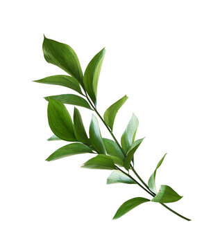 Ruscus twigs with green leaves isolated on white or transparent background