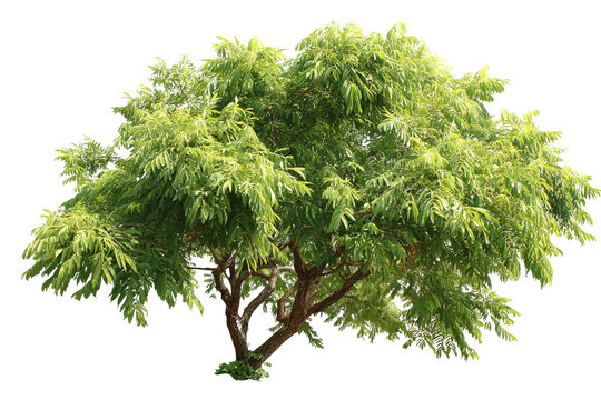 Hackberry tree with green foliage, realistic botanical style, studio lighting, isolated on transparent background