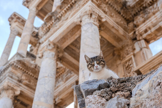 A stray cat sitting on a marble pedestal in front of the ornate facade of the ancient Celsus Library in Ephesus, Turkey.