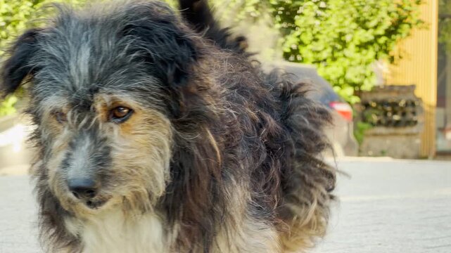 A fluffy, shaggy dog rests peacefully on a paved street in Simferopol, Crimea. His sweet, longing eyes look directly forward, bringing a touch of heartwarming tenderness and calm loneliness.