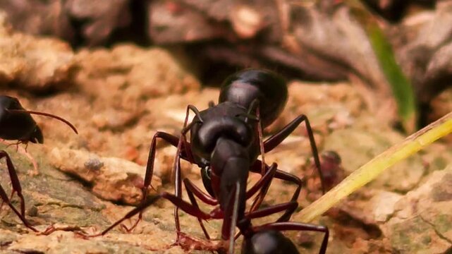 Black Ants Working Together Near Nest Entrance, Macro Close Up of Social Insect Colony, Teamwork and Communication in Natural Habitat, 4K Cinematic Wildlife Stock Footage