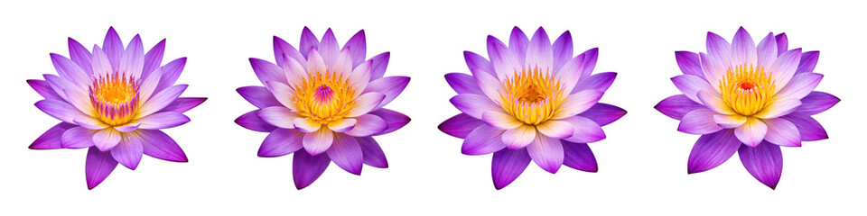 Obraz premium PNG Vibrant purple lotus flowers aligned on transparent background