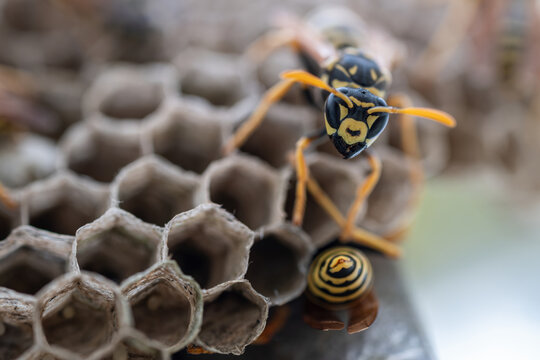Close-up detail of a wasp's head on the nest.