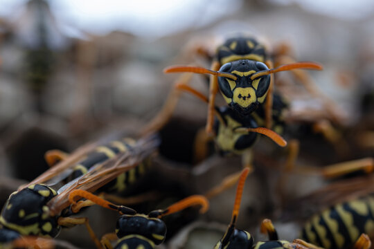 Close-up detail of a wasp's head on the nest.