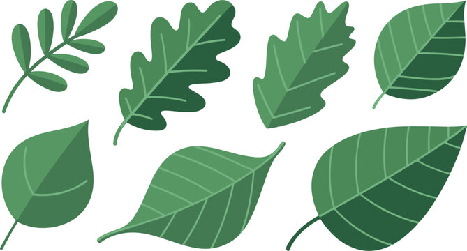 Set of dark green forest leaves vector illustration with flat oak and birch botanical elements isolated on white background
