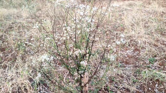 flowering weed plant