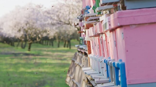 Bees departing and returning to pink beehives in a blooming almond orchard for pollination. Slow motion