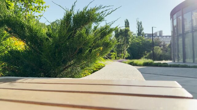 A green bush grows next to a wooden bench in a sunny park in Simferopol, Crimea. The bright daylight creates a peaceful and refreshing feeling.