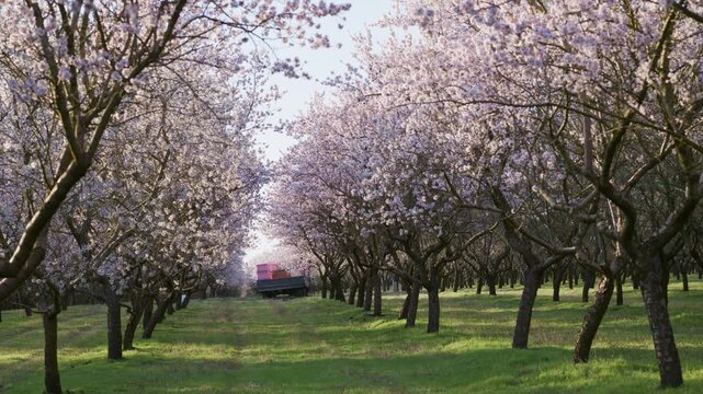 Almond blossom season showing trees in rows with a trailer holding beehives at the end of a path