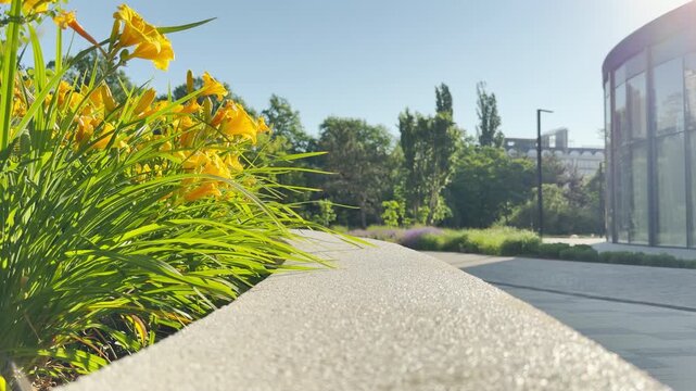 Yellow flowers bloom brightly along a stone path in a sunny park in Simferopol, Crimea. The radiant summer day brings a joyful and peaceful feeling.