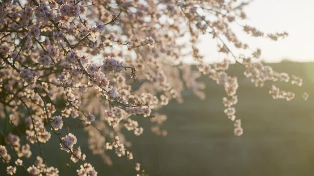 Almond trees are blooming with delicate pink blossoms in an agricultural orchard. Sunrise light