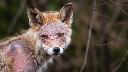 Obraz premium Wild fox with unique fur texture looking at the camera in nature 