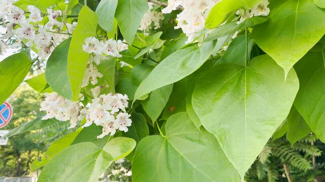 White catalpa flowers bloom on green branches in a sunlit street in Simferopol, Crimea. The beautiful blossoms create a cheerful and pleasant feeling.