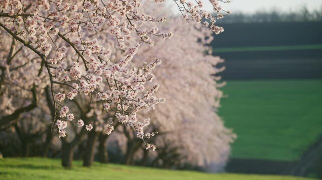 Almond trees are blooming with delicate pink blossoms in an agricultural orchard. Sunrise light
