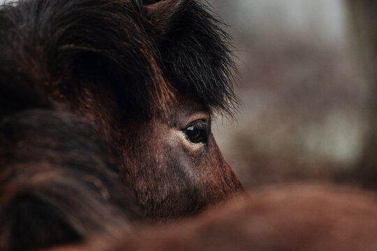 close up of an islandic horse eye