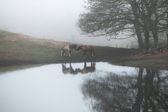 Two islandic horses in foggy weather with reflection in the water