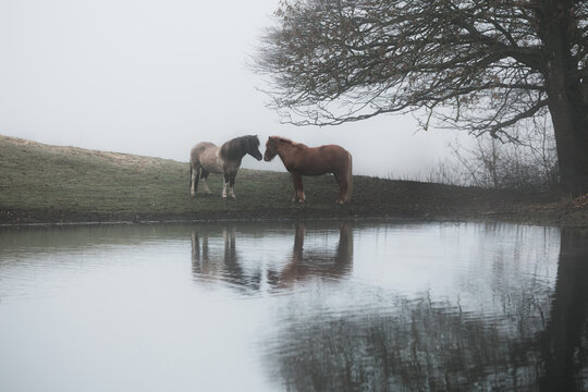 Islandic horses greeting each other standing by a lake