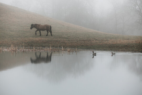 Horse walking past a lake in misty weather with two ducks