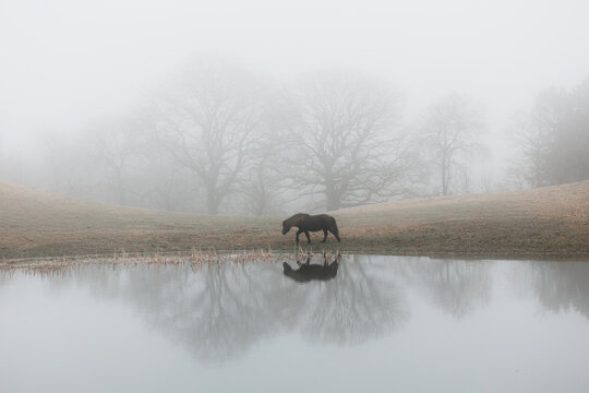 Black islandic horse walking past a lake in misty weather