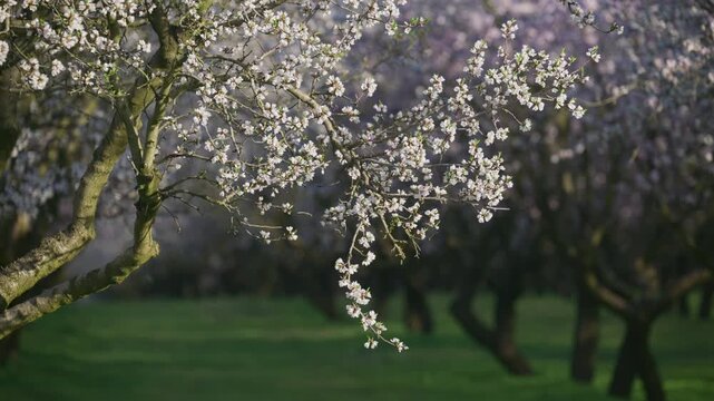 Almond trees with white blossoms growing in an orchard during spring
