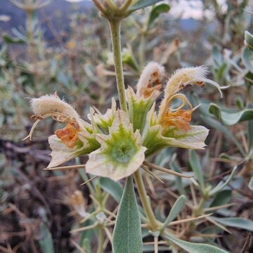 Pashtun tinjute or Rydingia plant and flower in a hill