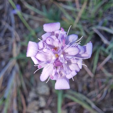 Scabious (Scabiosa) or pincushion flower