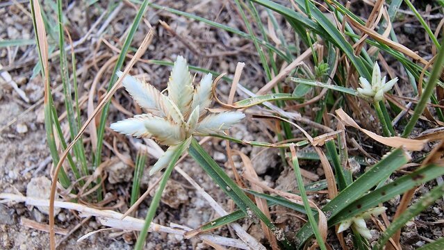 Snowy Flat Sedge (Cyperus niveus) mountainy plant
