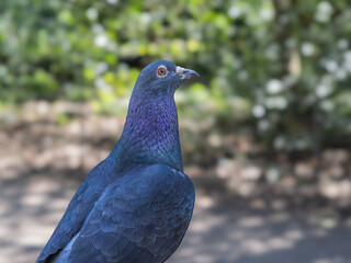 Obraz premium Feral pigeon (Columba livia domestica) close-up portrait showing iridescent blue-purple plumage, Greenwich Park, London.