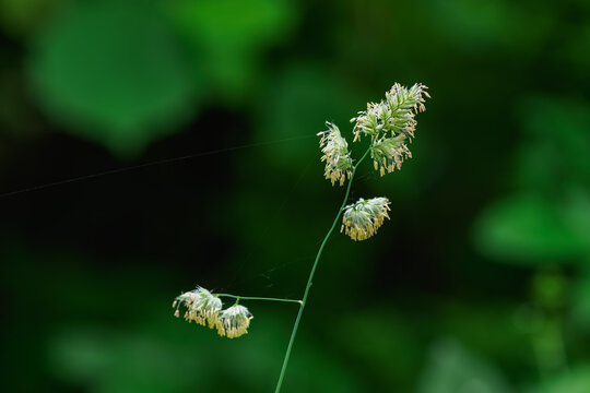 Tiny pollen flowers on grass.