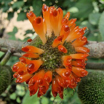 The Paper Mulberry (Broussonetia papyrifera) flowery seedhead
