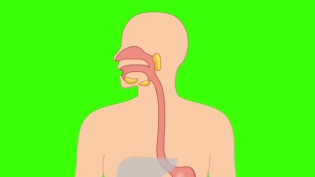 Animated Human Digestive System Green Screen Mouth Stomach Intestine Anus Journey Medical Biology Anatomy Science Education Chroma Key Transparent Background