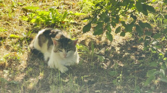 A cozy cat rests peacefully on the grassy ground under a shady tree in Simferopol, Crimea. This serene moment feels absolutely calm and full of pure joy.