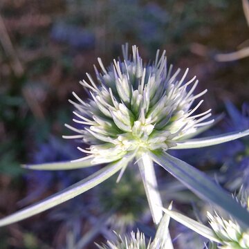 Watling Street thistle, field eryngo or sea holly plant or flowers 