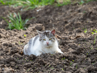 Fototapeta premium Grey Common Cat Resting in Garden Soil Outdoor Portrait