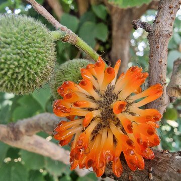 The Paper Mulberry (Broussonetia papyrifera) flowery seedhead