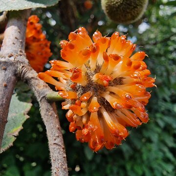 The Paper Mulberry (Broussonetia papyrifera) flowery seedhead