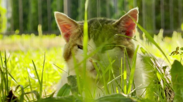 A curious cat peeks playfully through tall green grass in a sunny park in Simferopol, Crimea. This lovely scene fills the heart with pure joy and serene peace.