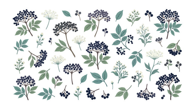 Elderberry botanical vector set, hand drawn elderberry branches with black berries and green leaves, wild forest plants for herbal packaging design