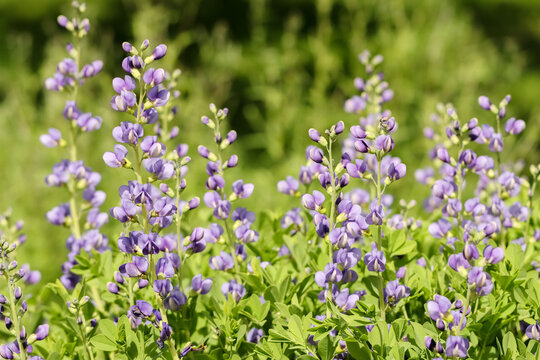 Baptisia australis, commonly known as blue wild indigo or blue false indigo, is a perennial herb that reproduces both sexually and asexually by means of its spreading rhizomes. Low toxicity.