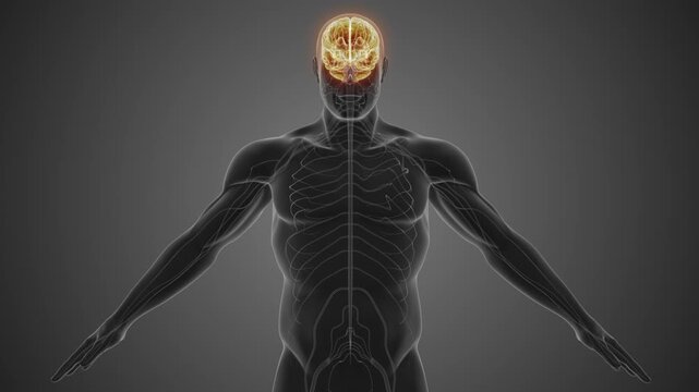Human Nervous Network Carrying Brain Electrical Signals