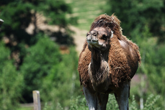 Close-up Portrait of a Brown Camel in a Green Nature Setting