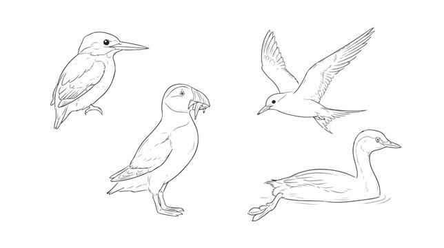 Hand drawn seabird illustrations, set of 4 black and white bird sketches, puffin and kingfisher line art vector for coloring books