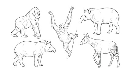 Hand drawn jungle animals vector set, tropical wildlife line art illustrations, gorilla and orangutan primate sketches, tapir and okapi drawings © xantii