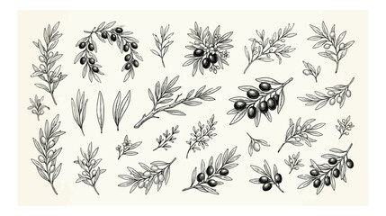 Vintage olive branch vector set, hand drawn botanical sketches of olive tree leaves and fruits, black ink line art for organic food packaging © xantii
