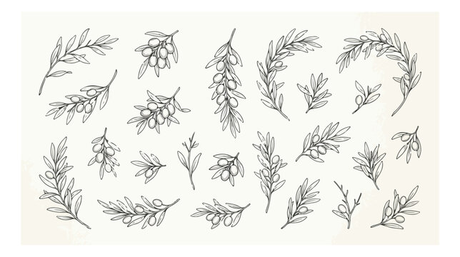 Hand drawn olive branch vector set, vintage botanical line art illustrations, black ink olive tree leaves and fruit for organic branding