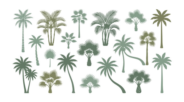 Vintage tropical palm tree silhouettes set, 18 green botanical vector elements, antique exotic plant illustrations for summer travel branding